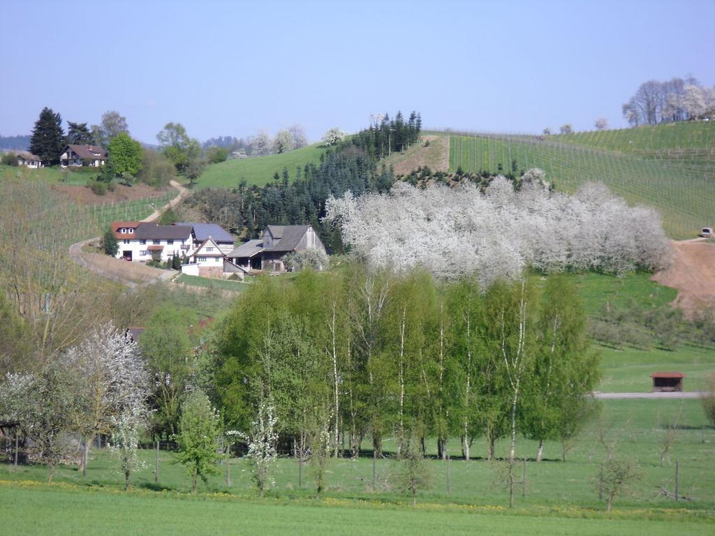 Ferienwohnung Am Weinberg Oberkirch  Eksteriør bilde